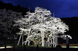 「根尾谷淡墨ザクラ」　のライトアップ