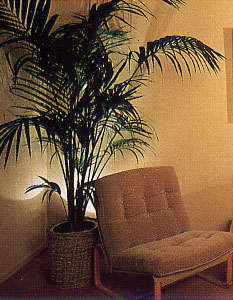 植木鉢の後からの照明